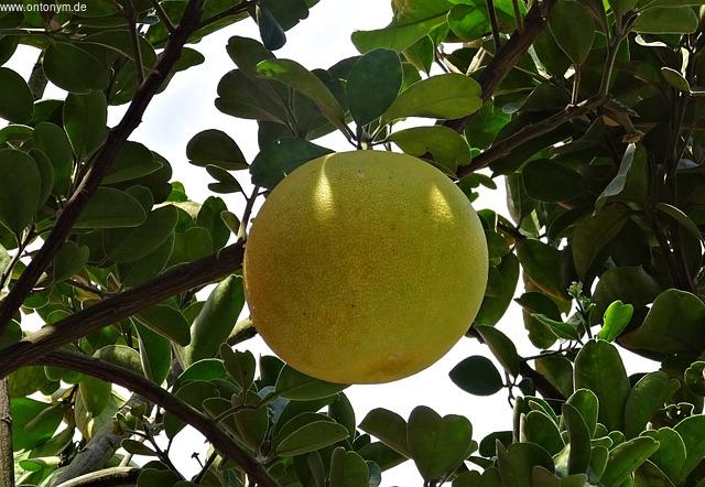 Die leistungsstarken Eigenschaften einer Grapefruit