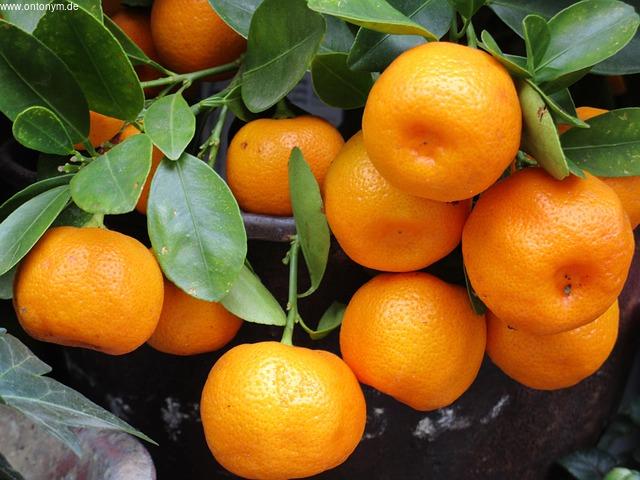 Die wunderbaren Nährstoffe in Mandarinen
